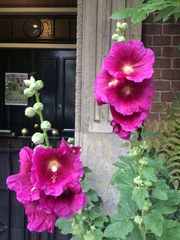 Alcea