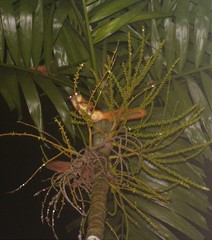 Iomys horsfieldii