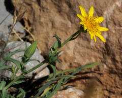 Tragopogon buphthalmoides