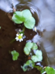 Ranunculus hederaceus