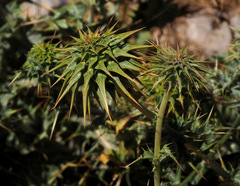 Cousinia hermonis