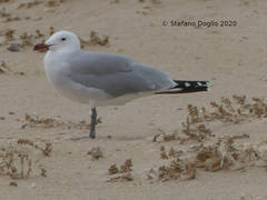 Ichthyaetus audouinii