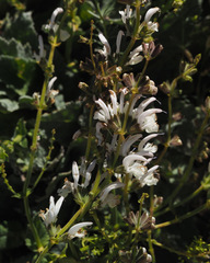 Salvia microstegia