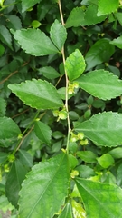 Acalypha siamensis