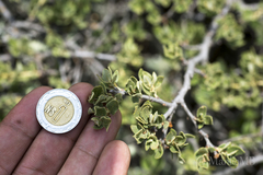 Quercus intricata