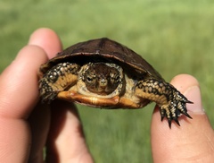 Actinemys marmorata marmorata