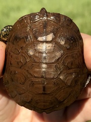 Actinemys marmorata marmorata