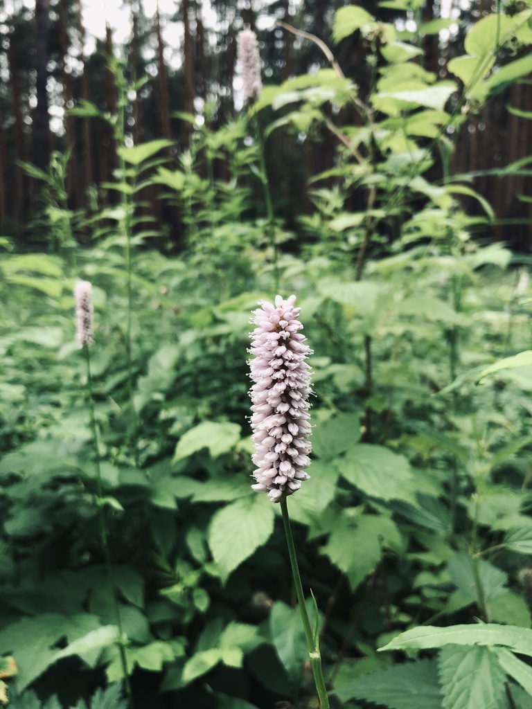 common bistort from Березовский, Свердловская область, RU on June 27 ...