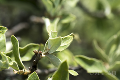 Quercus striatula