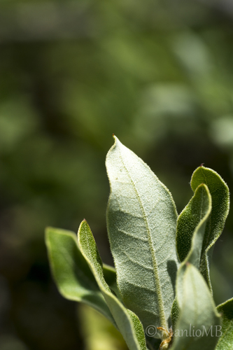 Quercus striatula