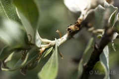Quercus striatula