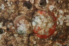 Pododesmus macrochisma image