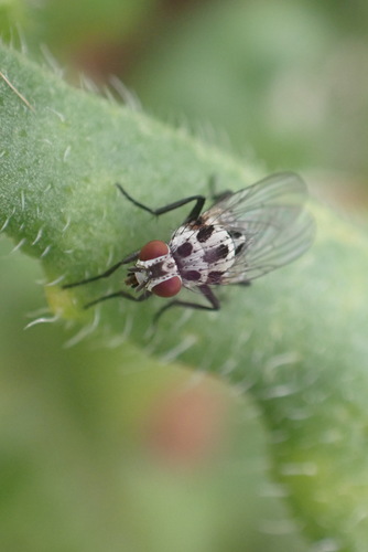 Anthomyia procellaris photo 4