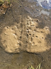 Actinemys marmorata marmorata