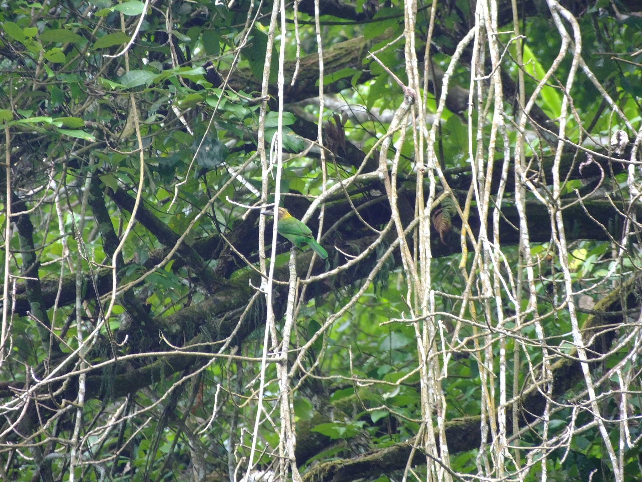 Brown-throated Barbet (Psilopogon corvinus), photo 4