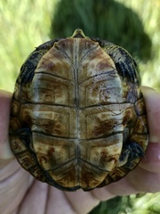 Actinemys marmorata marmorata