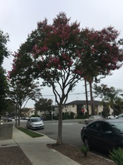 Lagerstroemia indica