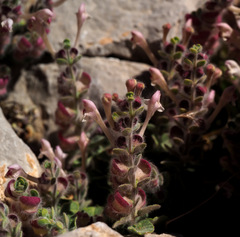 Scutellaria utriculata