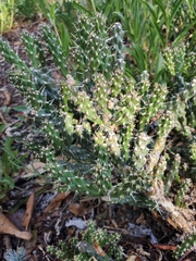 Cylindropuntia whipplei