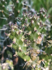 Cylindropuntia whipplei