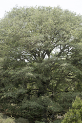 Quercus mexicana