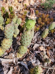 Opuntia fragilis