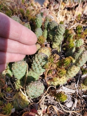 Opuntia fragilis