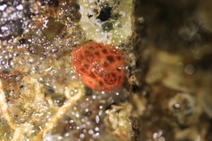 Psolus chitonoides