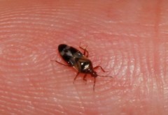 Anthocoris nemoralis