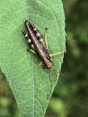 Melanoplus punctulatus