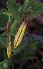 Bromus danthoniae