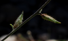 Anchonium billardierei