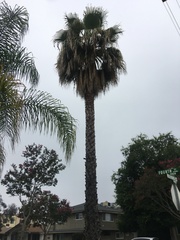 Washingtonia robusta