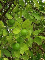 Citrus × aurantiifolia