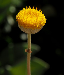 Anthemis pauciloba