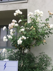 Rosa