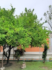 Citrus × aurantiifolia