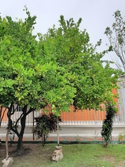 Citrus × aurantiifolia