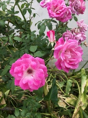 Rosa