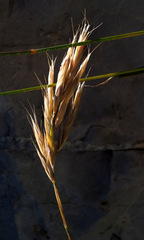 Bromus tomentellus