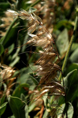 Bromus tomentellus