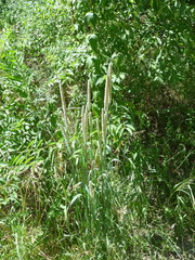 Alopecurus pratensis