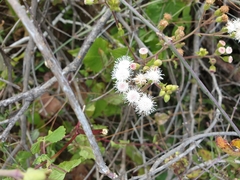 Ageratina viscosissima