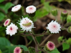 Ageratina viscosissima