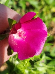 Callirhoe involucrata
