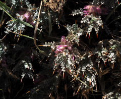 Astragalus cruentiflorus