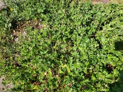 Callirhoe involucrata