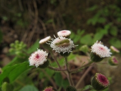 Ageratina viscosissima