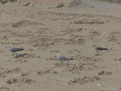 Ichthyaetus audouinii