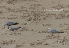 Ichthyaetus audouinii